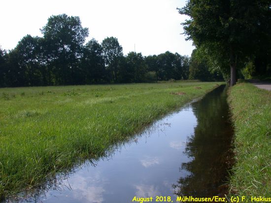 Enzwiesen-Bewässerung