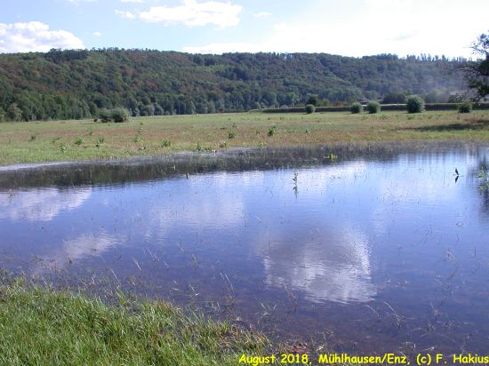 Enzwiesen-Bewässerung