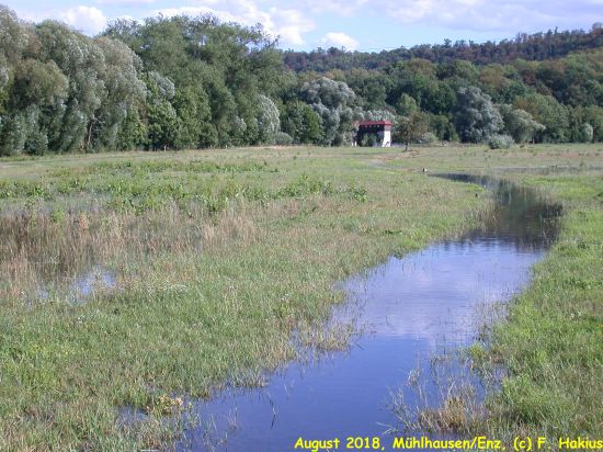 Enzwiesen-Bewässerung