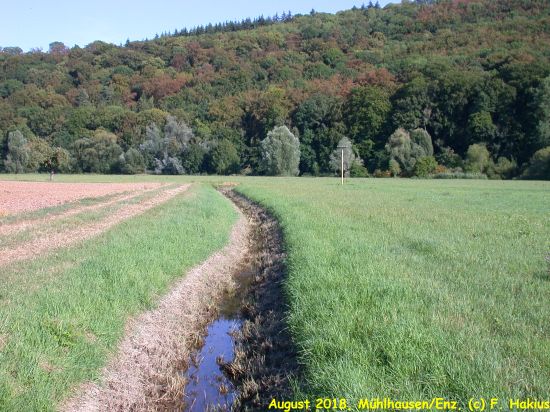 Enzwiesen-Bewässerung
