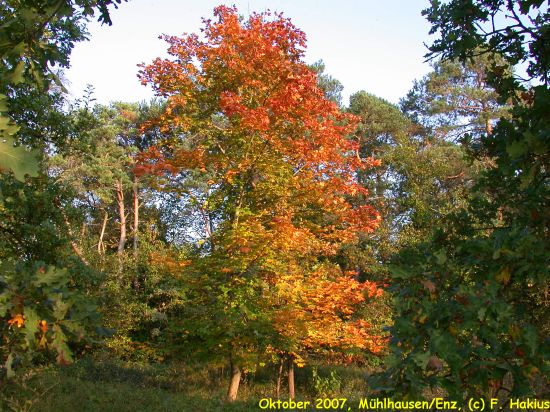 Oktober 2007