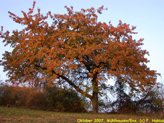 Oktober 2007