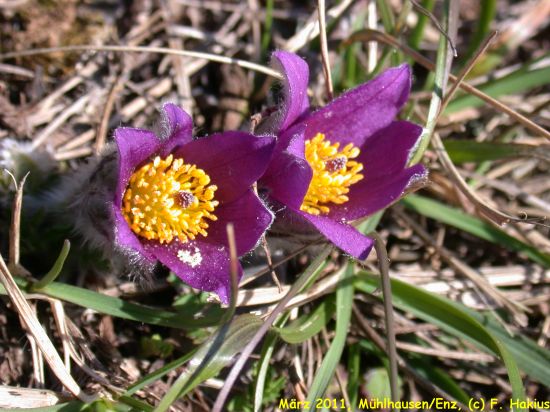 März 2011