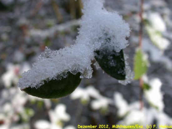 Dezember 2012