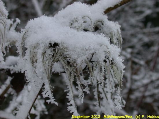 Dezember 2012