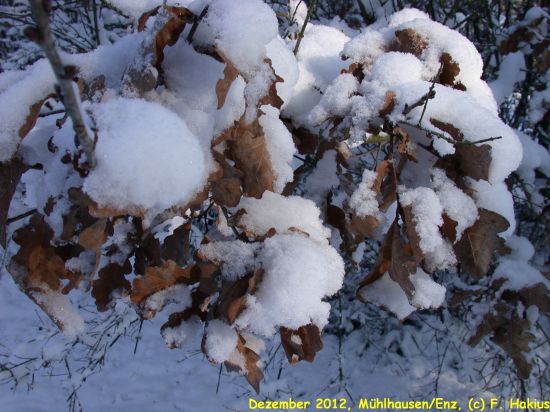 Dezember 2012