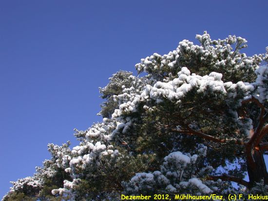 Dezember 2012