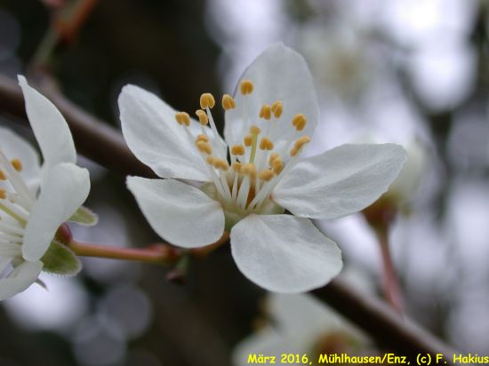 März 2016