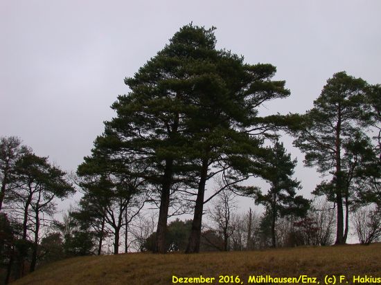 Dezember 2016